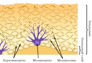 melanociti