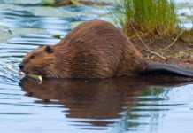 Лечение геморроя бобровой струей